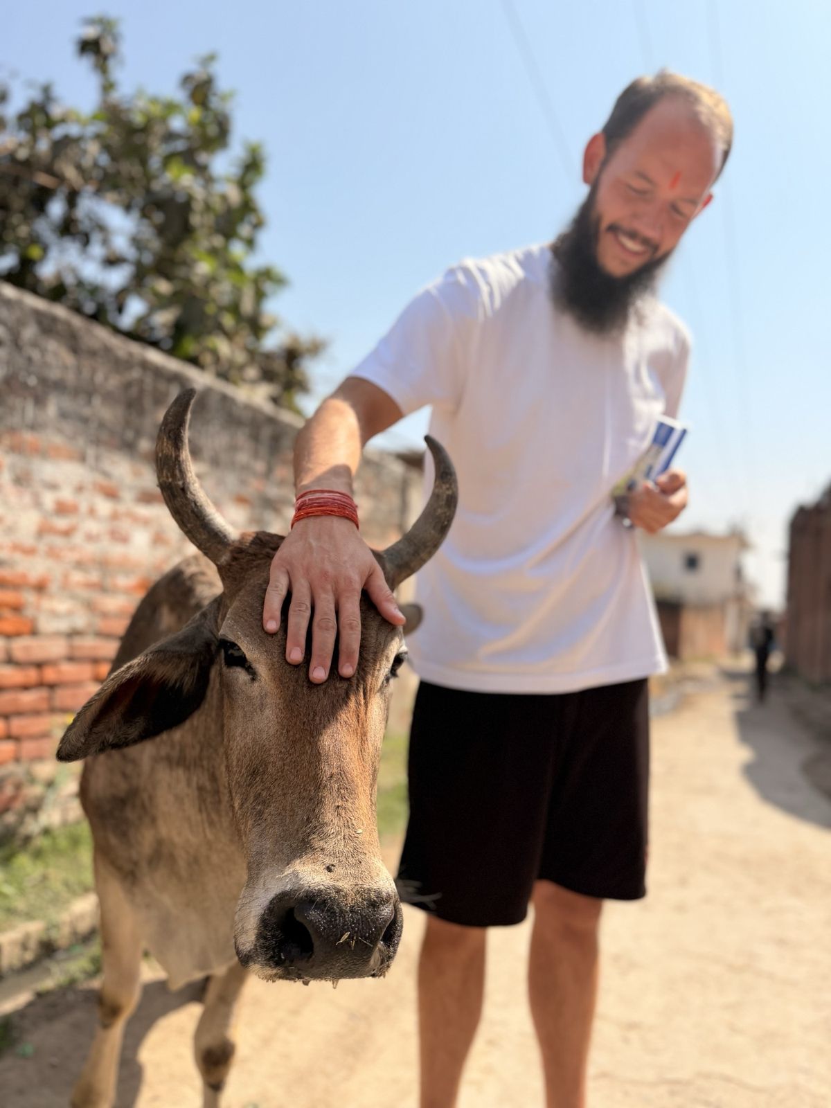 A volunteer smiling and resting a hand on a cow's forehead on a village lane